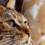 Espresso Chocolate Chip Cookies